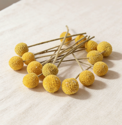 Bunch of yellow billy ball dried flowers