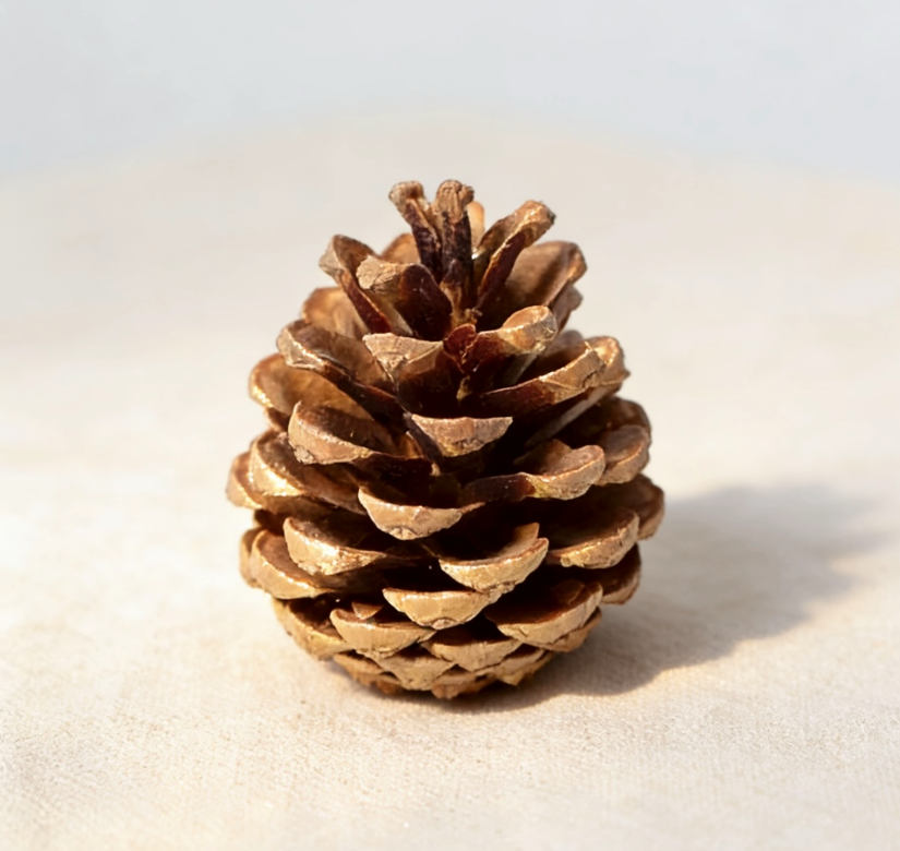 Natural Pinecone for Candle & Home Decoration