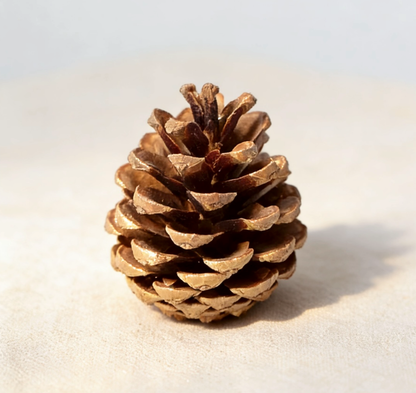 Natural Pinecone for Candle & Home Decoration