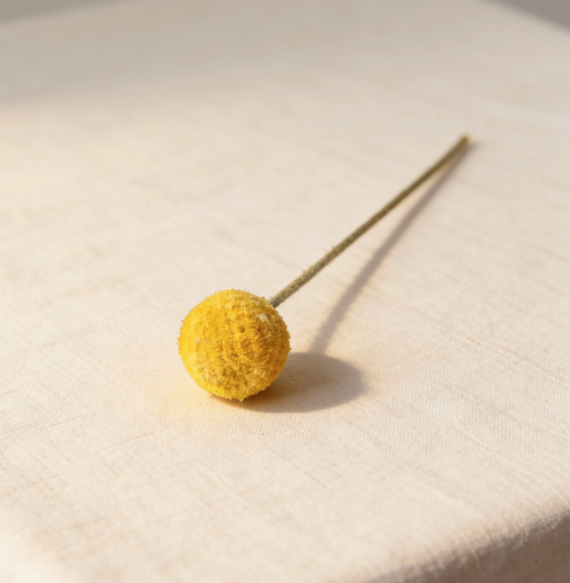 Single yellow billy ball dried flower stem